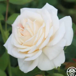 Heirloom Roses Easy Spirit™ Online