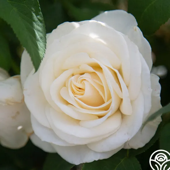 Heirloom Roses Easy Spirit™ Online