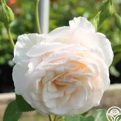 Heirloom Roses Easy Spirit™ Online