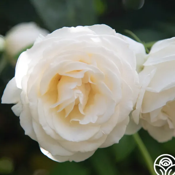 Heirloom Roses Easy Spirit™ Online