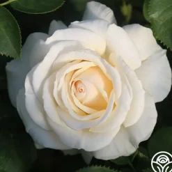 Heirloom Roses Easy Spirit™ Online