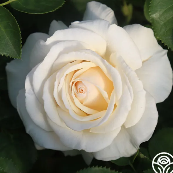 Heirloom Roses Easy Spirit™ Online