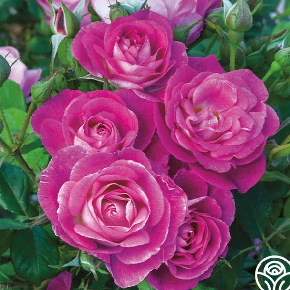 Heirloom Roses Easy To Please™ Clearance
