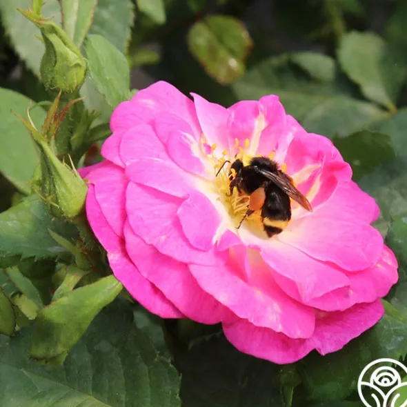 Heirloom Roses Easy To Please™ Clearance