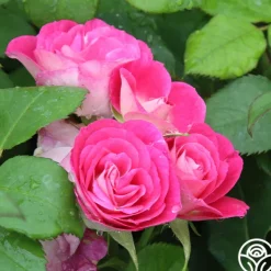 Heirloom Roses Easy To Please™ Clearance