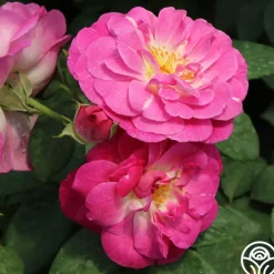 Heirloom Roses Easy To Please™ Clearance