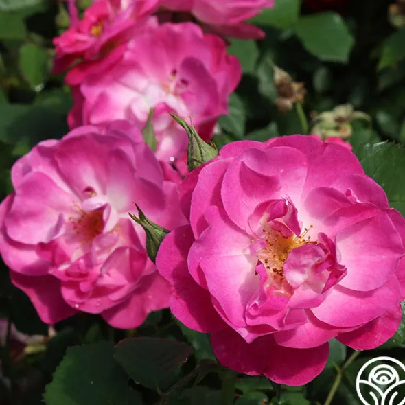 Heirloom Roses Easy To Please™ Clearance