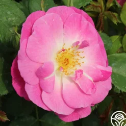 Heirloom Roses Easy To Please™ Clearance