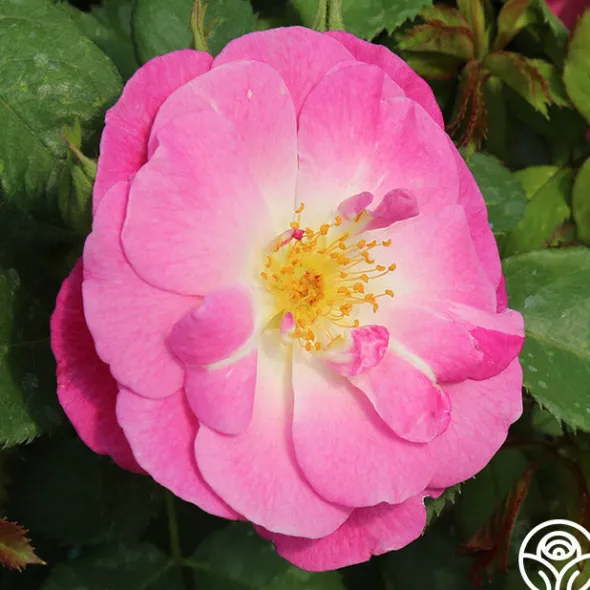 Heirloom Roses Easy To Please™ Clearance