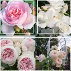 Heirloom Roses Easy-To-Grow Collection Hot