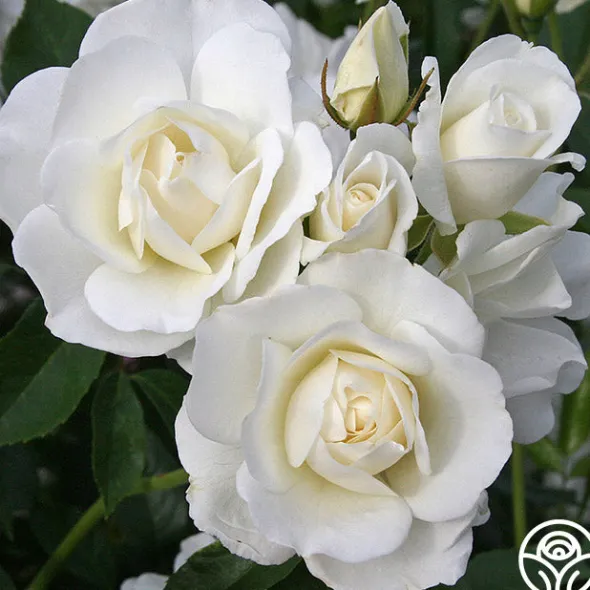 Heirloom Roses Easy-To-Grow Collection Hot