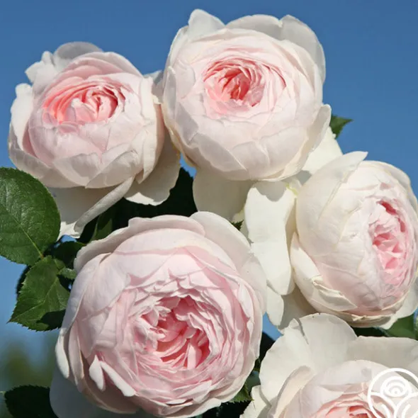 Heirloom Roses Easy-To-Grow Collection Hot