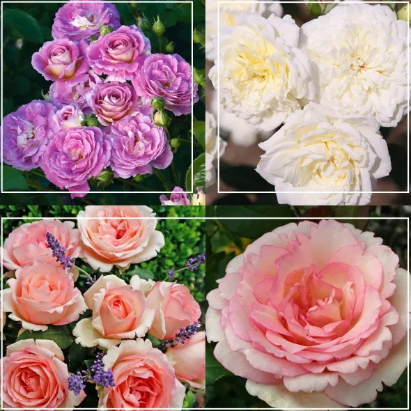 Heirloom Roses Easy-To-Grow Collection II Online