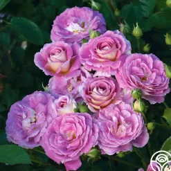 Heirloom Roses Easy-To-Grow Collection II Online