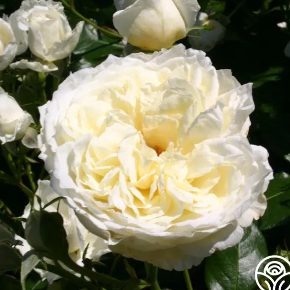 Heirloom Roses Easy-To-Grow Collection II Online