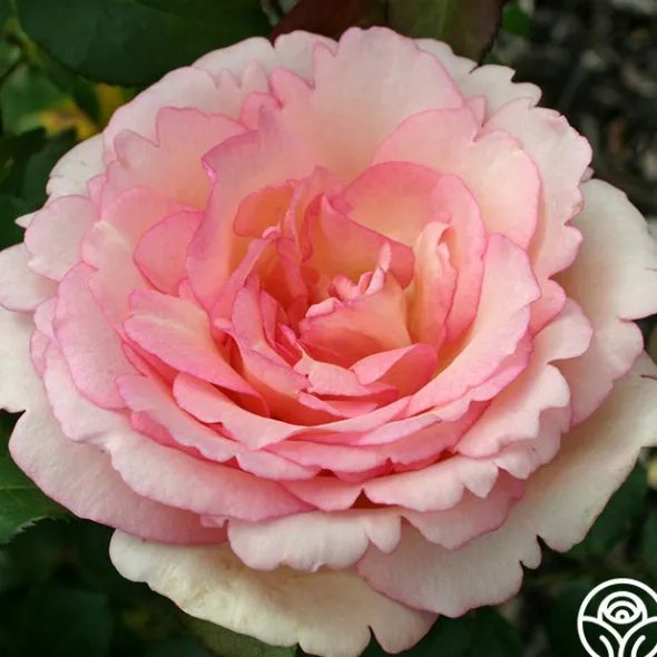 Heirloom Roses Easy-To-Grow Collection II Online