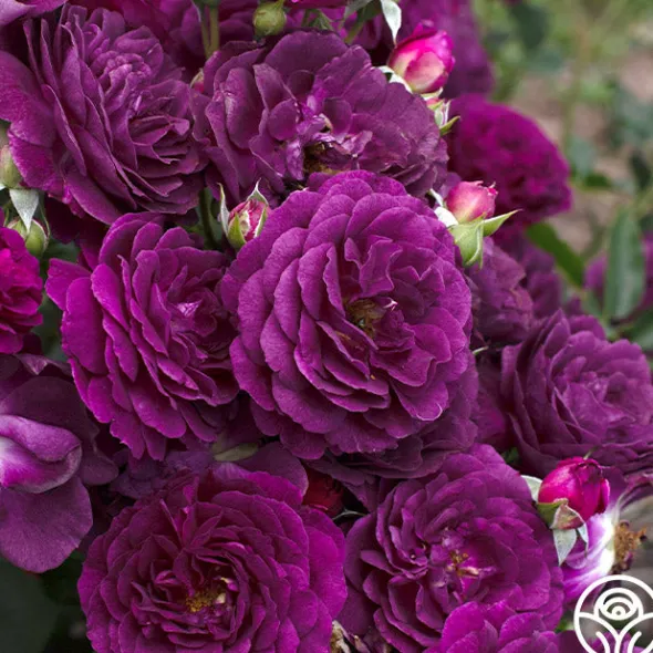 Heirloom Roses Ebb Tide™ Online