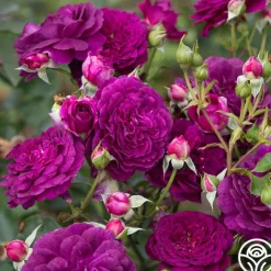 Heirloom Roses Ebb Tide™ Online