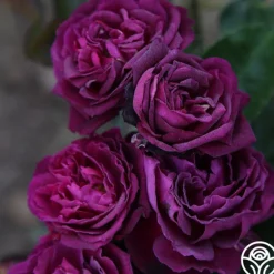 Heirloom Roses Ebb Tide™ Online