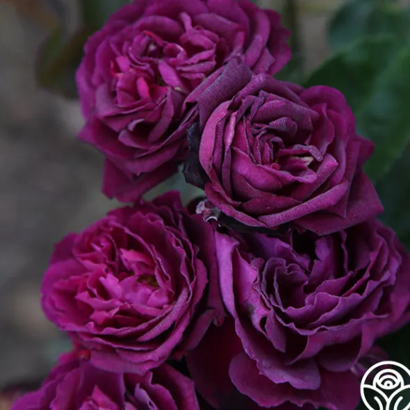 Heirloom Roses Ebb Tide™ Online