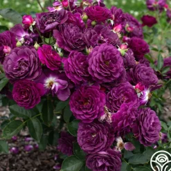 Heirloom Roses Ebb Tide™ Online