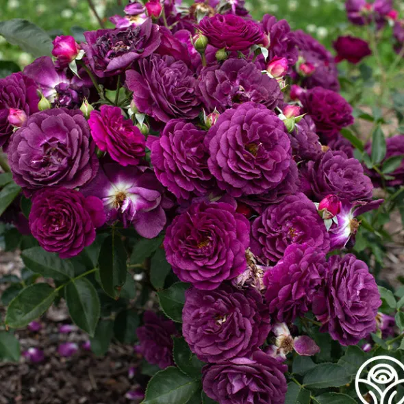 Heirloom Roses Ebb Tide™ Online