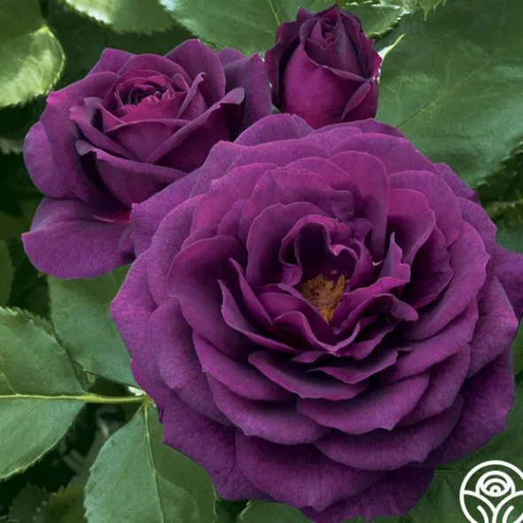 Heirloom Roses Ebb Tide™ Online