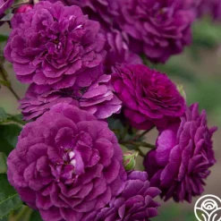 Heirloom Roses Ebb Tide™ Online
