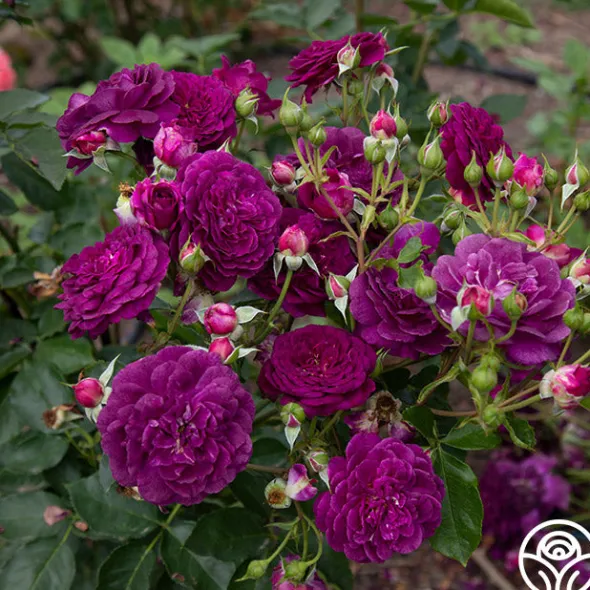 Heirloom Roses Ebb Tide™ Online