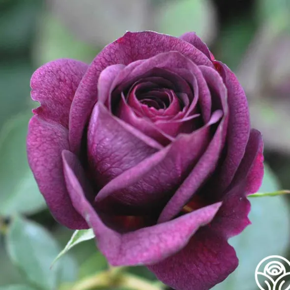 Heirloom Roses Ebb Tide™ Online