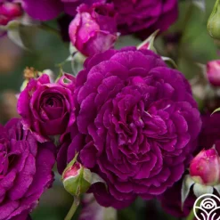 Heirloom Roses Ebb Tide™ Online