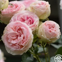 Heirloom Roses Eden Climber® Best