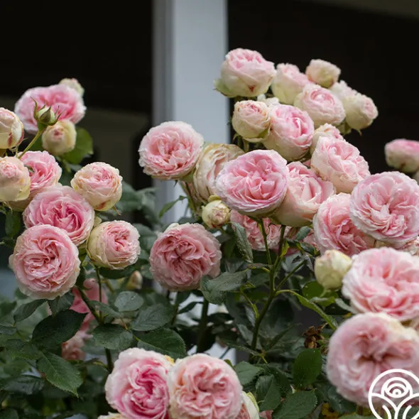 Heirloom Roses Eden Climber® Best