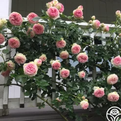 Heirloom Roses Eden Climber® Best