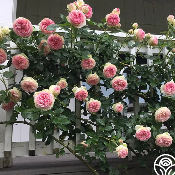 Heirloom Roses Eden Climber® Best