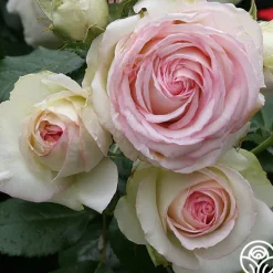 Heirloom Roses Eden Climber® Best