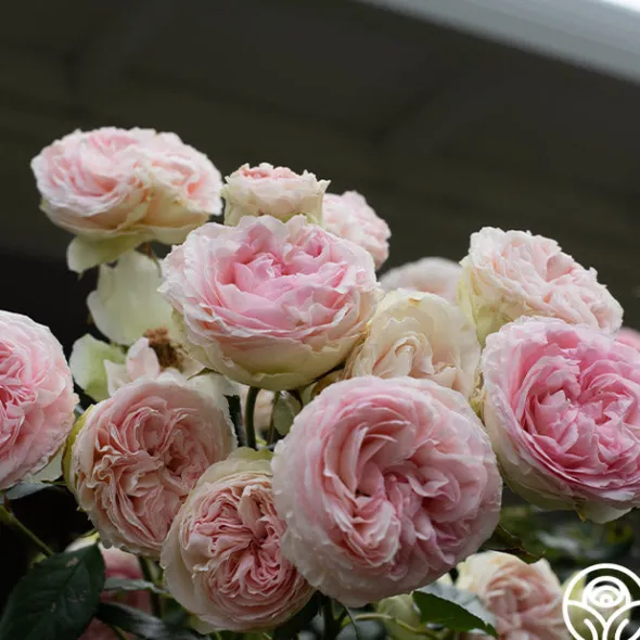 Heirloom Roses Eden Climber® Best