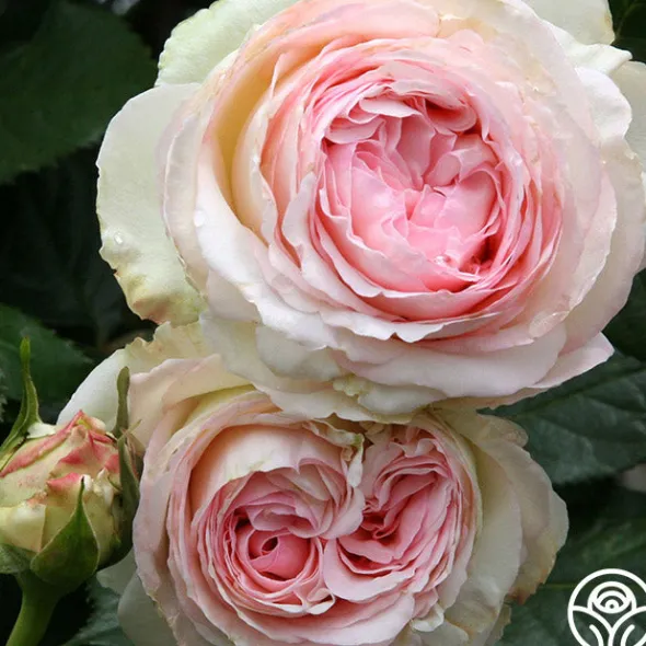 Heirloom Roses Eden Climber® Best