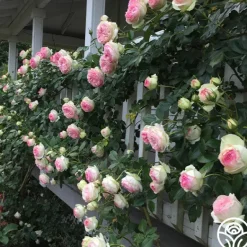Heirloom Roses Eden Climber® Best