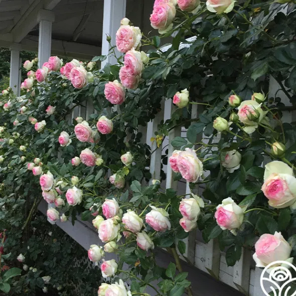 Heirloom Roses Eden Climber® Best