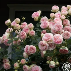 Heirloom Roses Eden Climber® Best