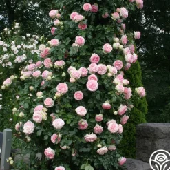 Heirloom Roses Eden Climber® Best