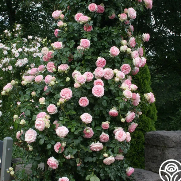 Heirloom Roses Eden Climber® Best
