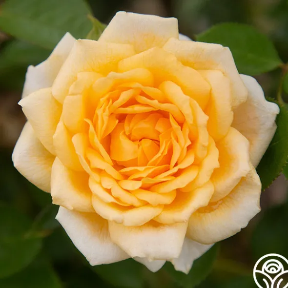 Heirloom Roses Edith's Darling™ Hot