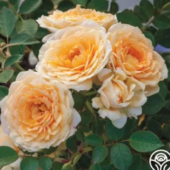 Heirloom Roses Edith's Darling™ Hot