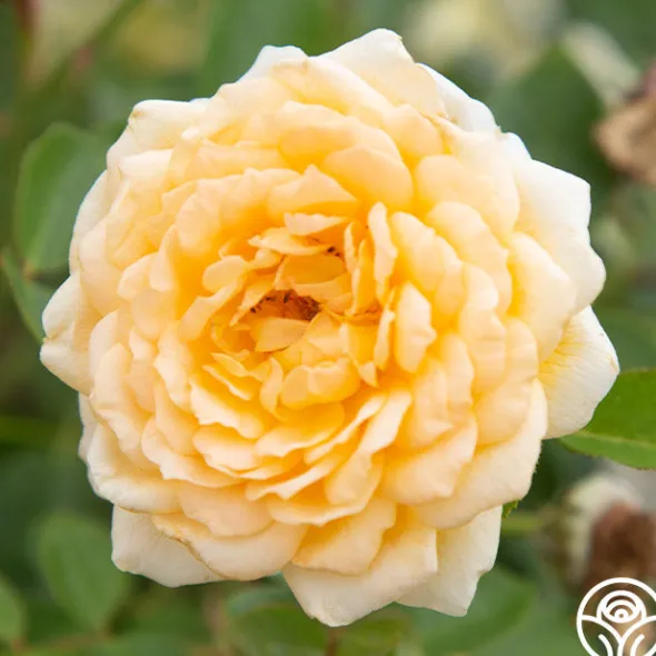 Heirloom Roses Edith's Darling™ Hot