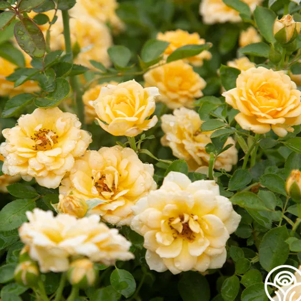 Heirloom Roses Edith's Darling™ Hot