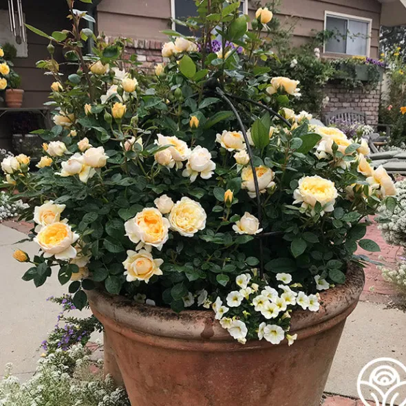 Heirloom Roses Edith's Darling™ Hot