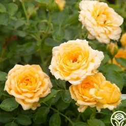 Heirloom Roses Edith's Darling™ Hot