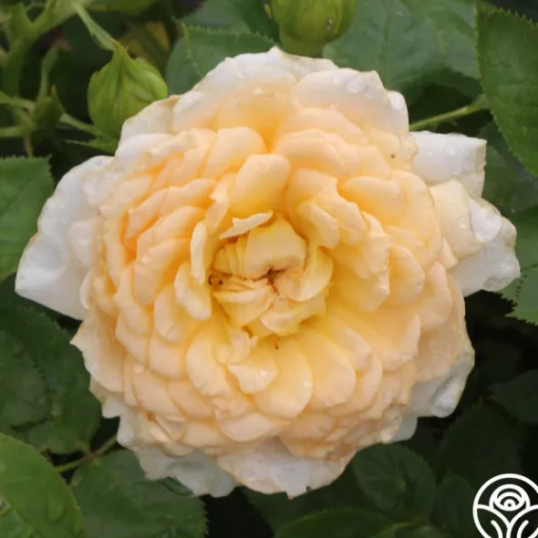 Heirloom Roses Edith's Darling™ Hot